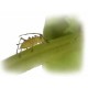 Pea Aphid