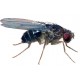 Golden (Red Eyed) Hydei Fruit Fly: Go-Large