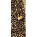 Cuban Woodlouse (Porcellionides pruinosus)