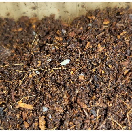 Tropical White Woodlouse (Trichorhina tomentosa)